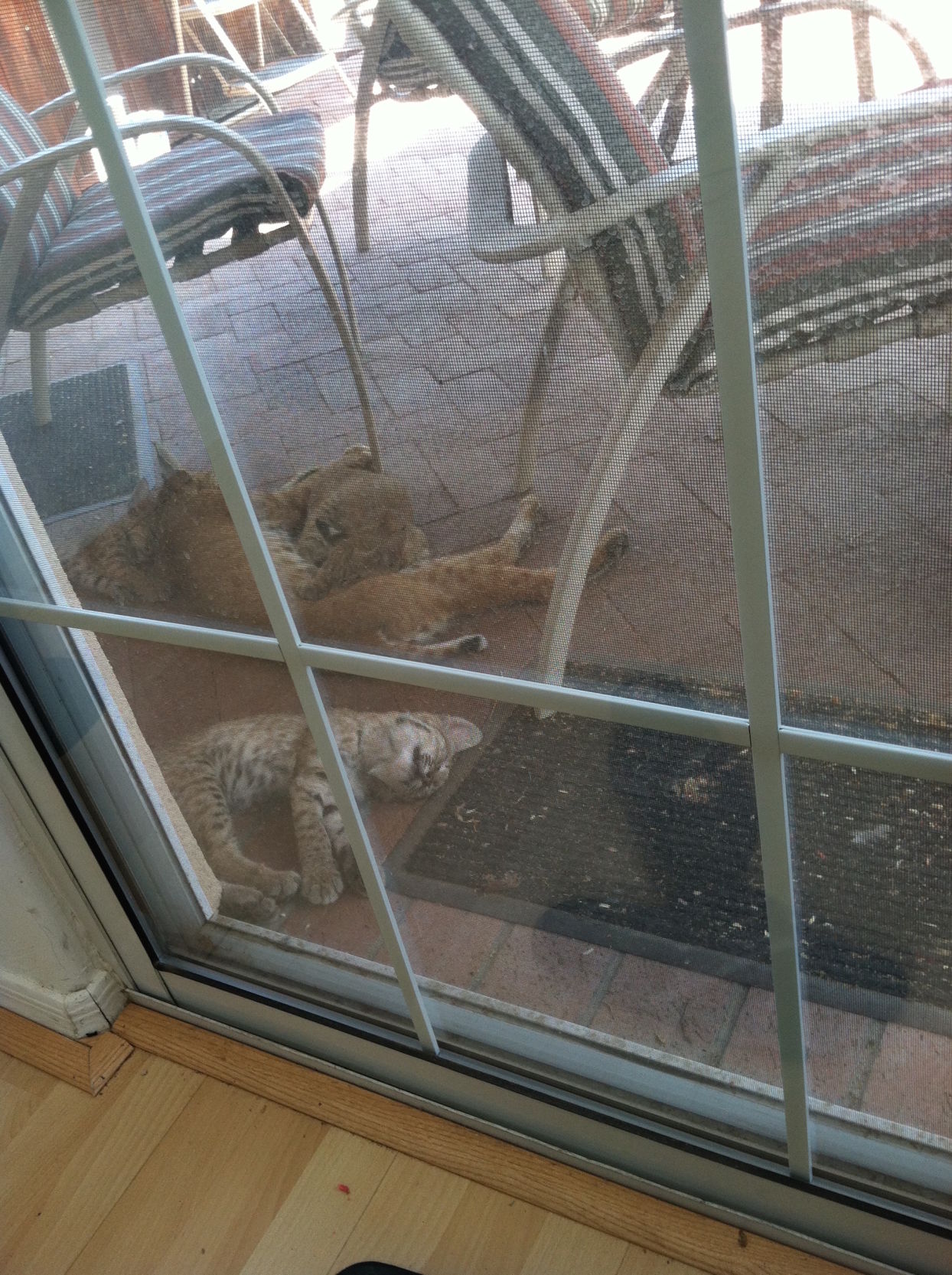 Backyard Bobcats
